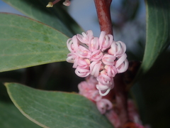 Hakea neurophylla
