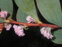 Hakea neurophylla