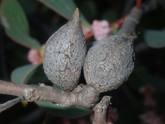 Hakea neurophylla