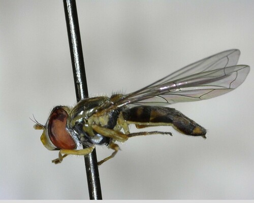 iNaturalist observation photo of Margined Calligrapher