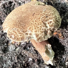 Porphyrellus sordidus