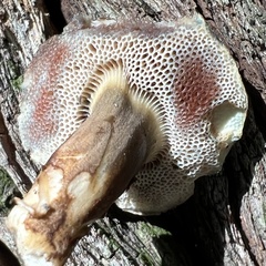 Porphyrellus sordidus