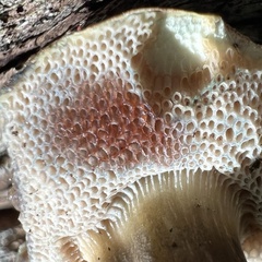 Porphyrellus sordidus