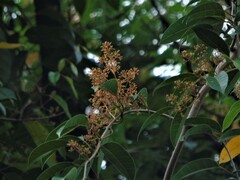 Anodendron candolleanum