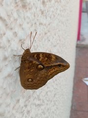 Opsiphanes boisduvallii