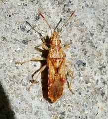 Belonochilus numenius