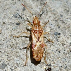 Belonochilus numenius