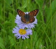 Tharsalea dorcas sangremar