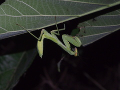 Hierodula patellifera