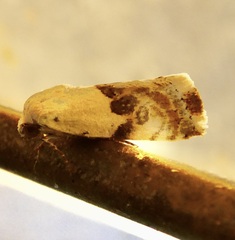Ponometia acutus