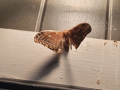 Antheraea polyphemus