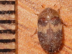 Attagenus fasciatus