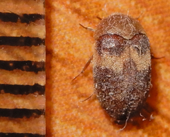 Attagenus fasciatus
