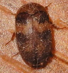 Attagenus fasciatus