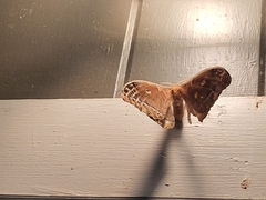Antheraea polyphemus