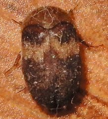 Attagenus fasciatus