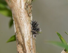 Septobasidium clelandii