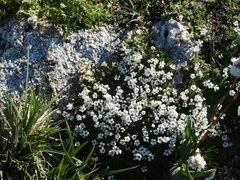 Cherleria arctica