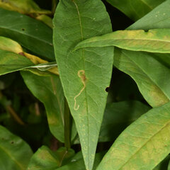 Liriomyza phloxiphaga