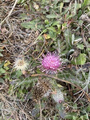 Cirsium edule macounii