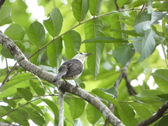 Campylorhynchus albobrunneus