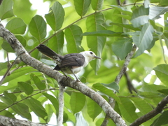 Campylorhynchus albobrunneus