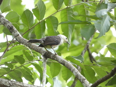 Campylorhynchus albobrunneus