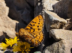 Boloria astarte astarte
