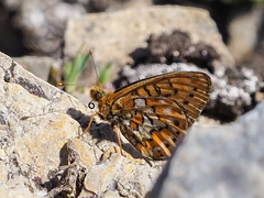 Boloria astarte astarte
