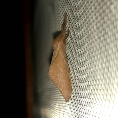 Alloaepytus tesselloides