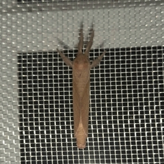Alloaepytus tesselloides