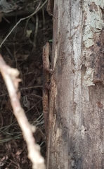 Phyllodactylus lanei