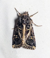 Odontestra submarginalis