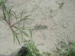 Leptochloa panicoides