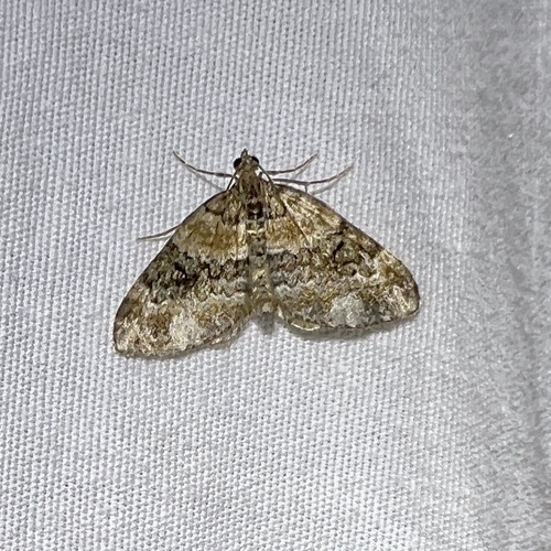 Square-patched Carpet Moth photo 3