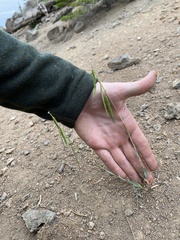 Boechera suffrutescens