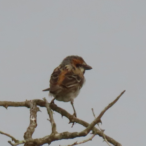 Shelley's Sparrow (Passer shelleyi), photo 6