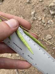 Boechera suffrutescens