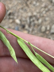 Boechera suffrutescens