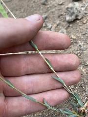 Boechera suffrutescens