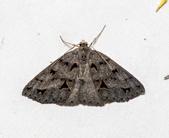 Psyra angulifera