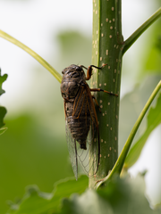 Cryptotympana atrata