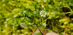 Stellaria calycantha