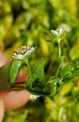 Stellaria calycantha