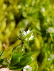 Stellaria calycantha