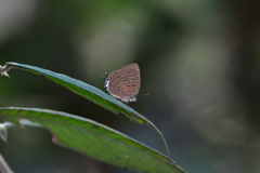 Arhopala pseudomuta