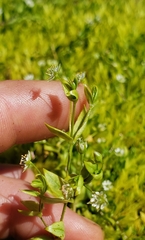 Stellaria calycantha