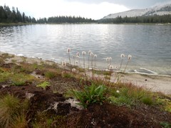 Bistorta bistortoides