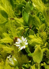 Stellaria calycantha