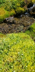 Stellaria calycantha